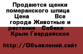 Продаются щенки померанского шпица › Цена ­ 45 000 - Все города Животные и растения » Собаки   . Крым,Гвардейское